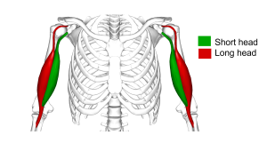 White skeleton with biceps coloured red (long head) and green (short head)