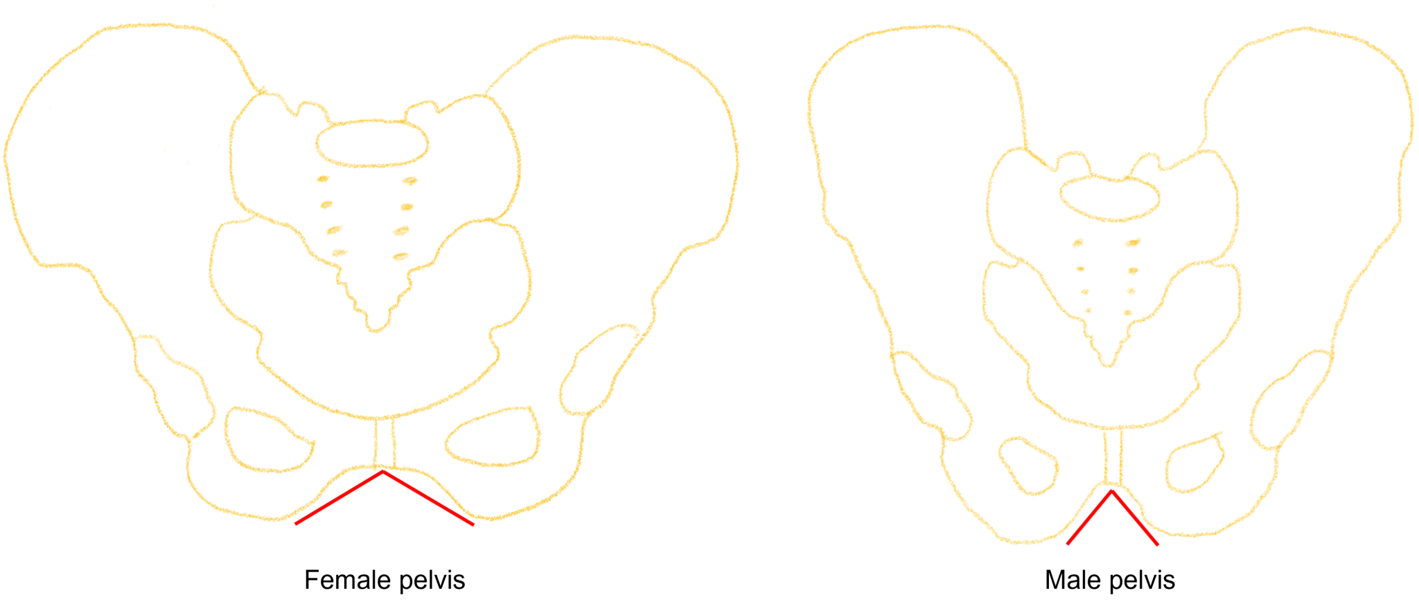 Introduction to Anatomical Variation Anatomical Variation An