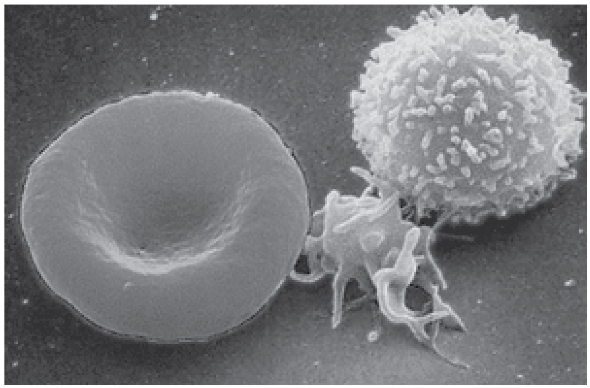 Figure 18.1:Blood Cells A single drop of blood contains millions of red blood cells, white blood cells, and platelets. One of each type is shown here, isolated from a scanning electron micrograph.