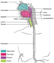 Chapter 9: THE RESPIRATORY SYSTEM – Anatomy & Physiology