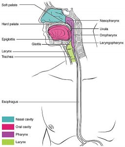 Chapter 9: THE RESPIRATORY SYSTEM – Anatomy & Physiology