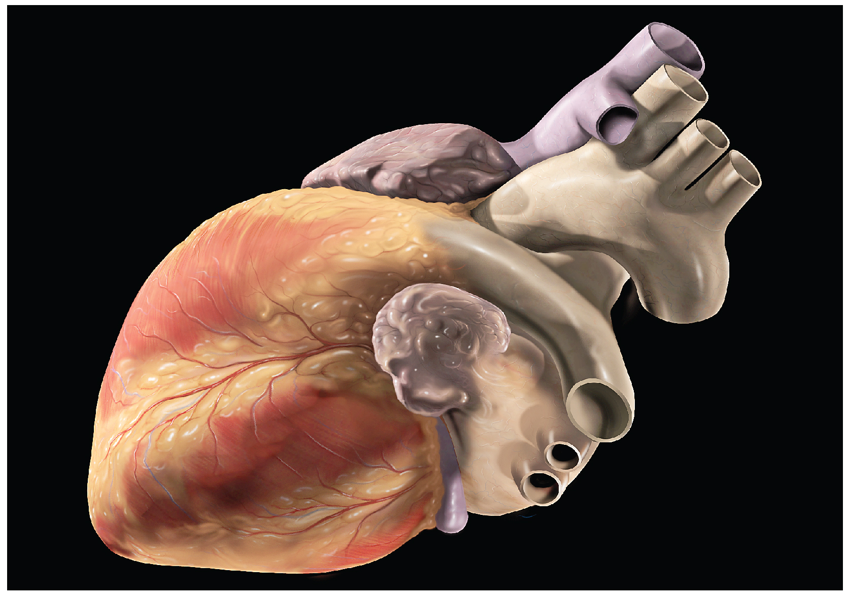 Figure 19.1 Human Heart
