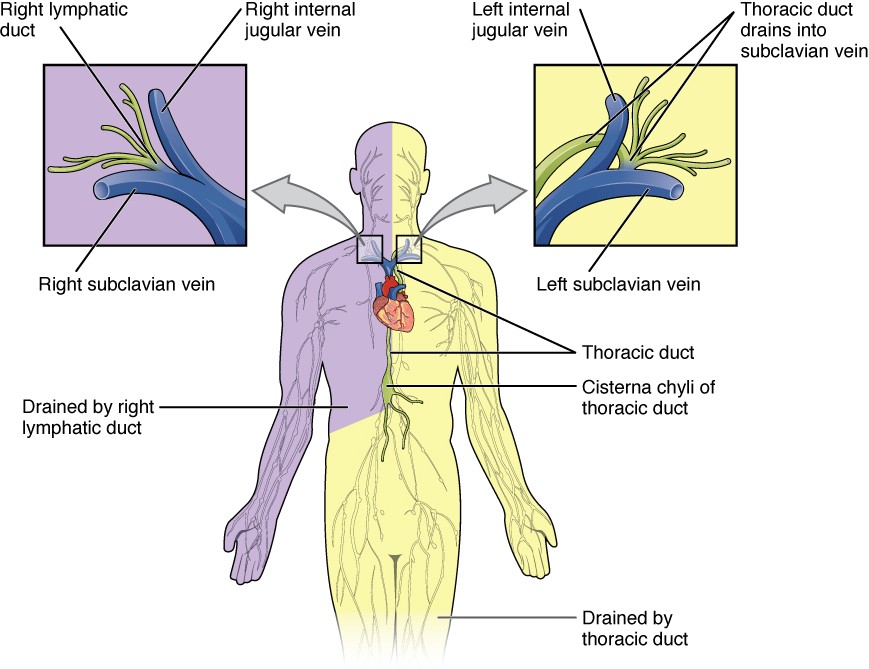 lymphatic-system-map