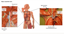 Chapter 8: THE LYMPHATIC AND IMMUNE SYSTEM – Anatomy & Physiology