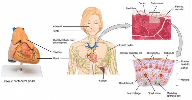 Chapter 8 The Lymphatic And Immune System Anatomy And Physiology 