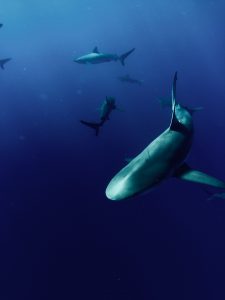 Multiple sharks swimming in deep blue sea.