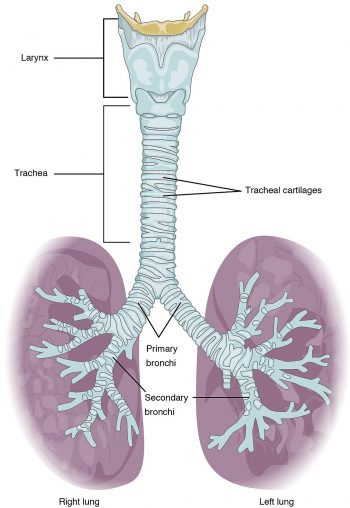 Chapter 5: RESPIRATORY SYSTEM – Human Anatomy (MASTER)