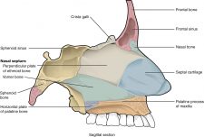 Chapter 5: RESPIRATORY SYSTEM – Human Anatomy (MASTER)