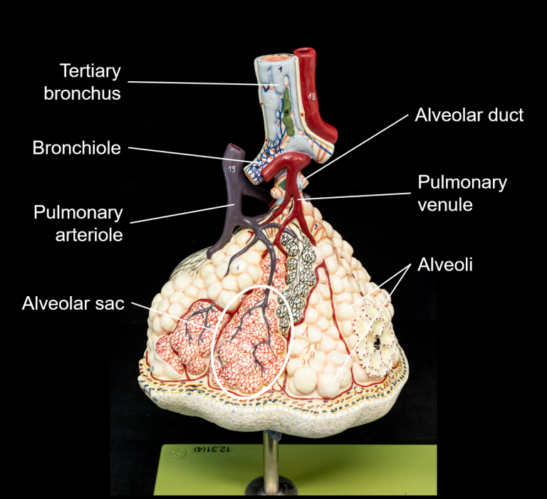 Chapter 5: RESPIRATORY SYSTEM – Human Anatomy (MASTER)