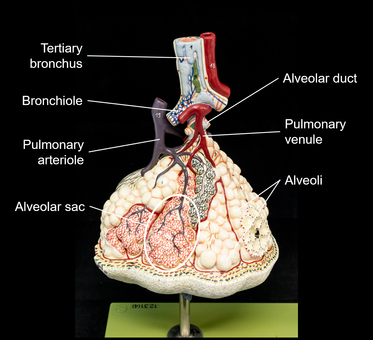 Chapter 5 RESPIRATORY SYSTEM Human Anatomy (MASTER)