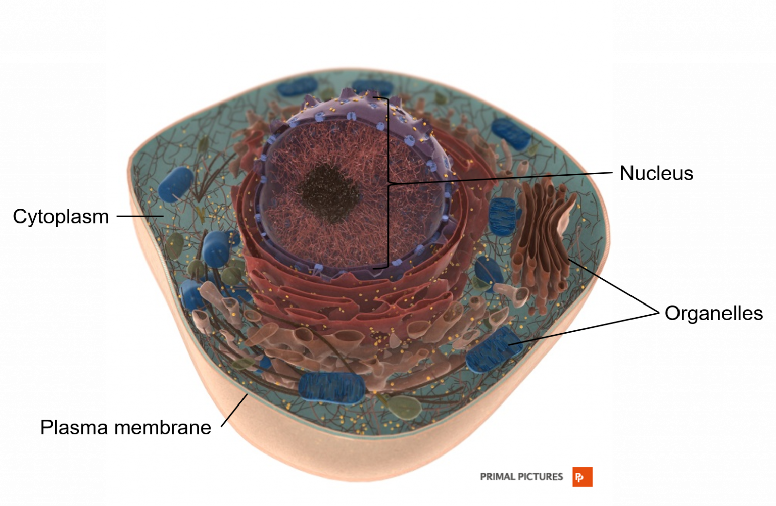 Chapter 1: AN INTRODUCTION TO THE HUMAN BODY – Human Anatomy (MASTER)