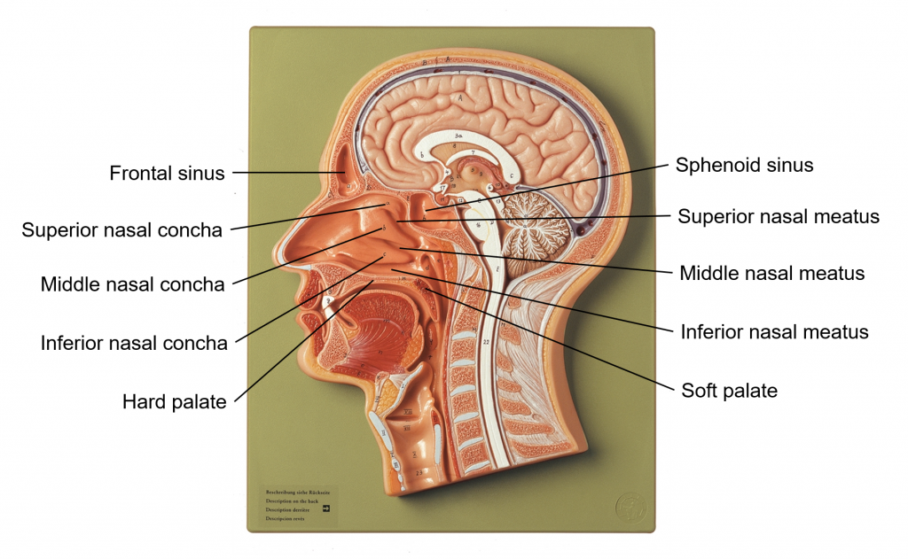 Chapter Respiratory System Human Anatomy Master