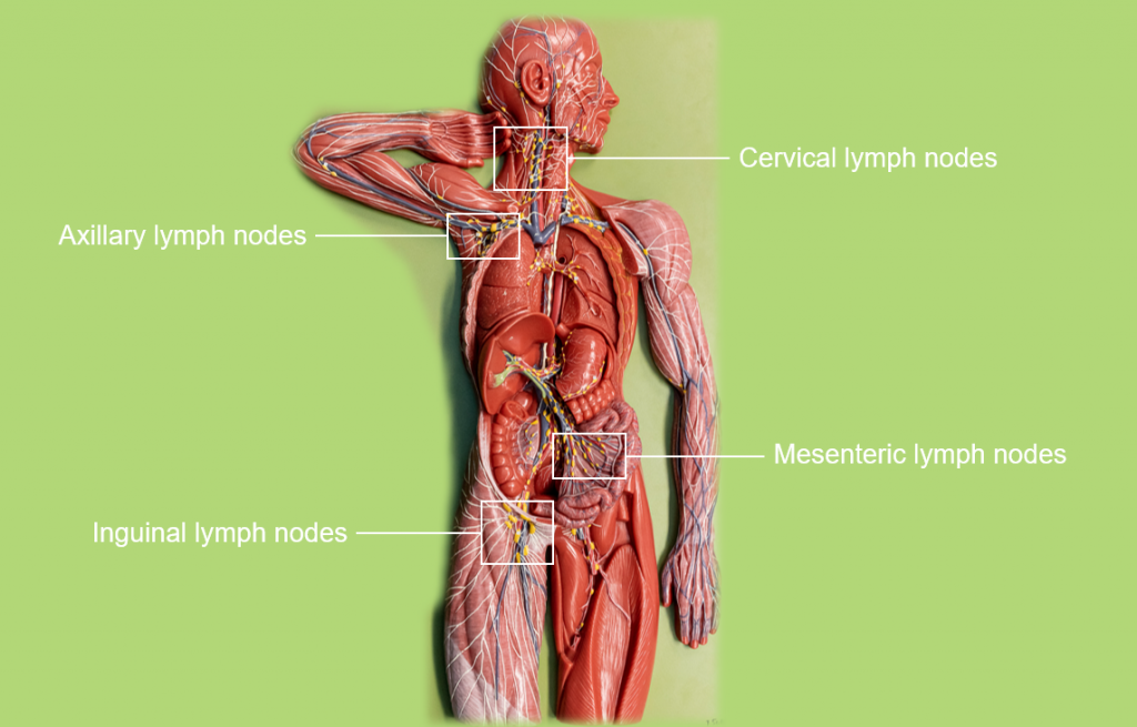 Chapter 3 Lymphatic System Human Anatomy Master