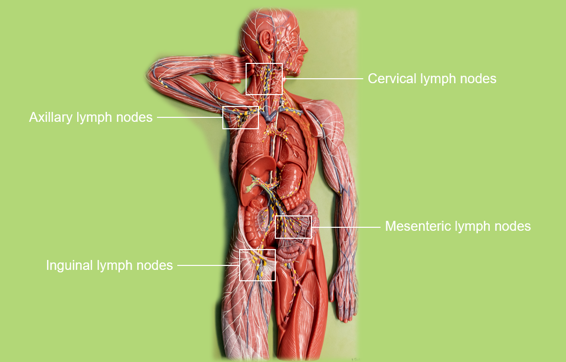 Chapter Lymphatic System Human Anatomy Master