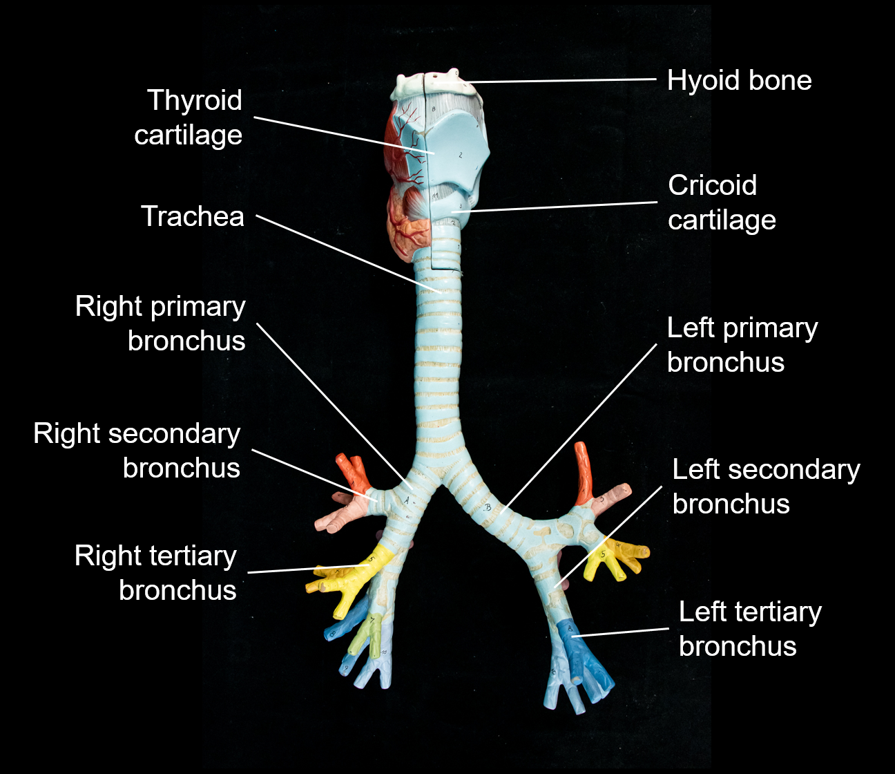 Enovo Larynx Trachea And Bronchial Tree Model Human Respiratory System ...