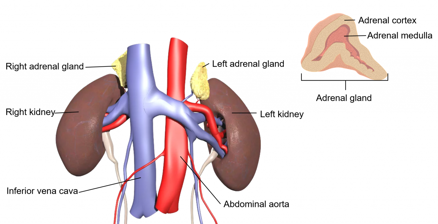 Chapter 14 ENDOCRINE SYSTEM Human Anatomy (MASTER)