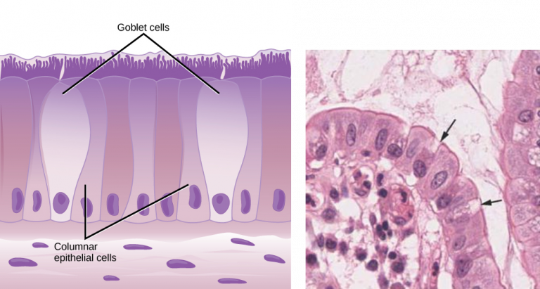 Chapter 4: Epithelial Tissue – Human Anatomy (master)