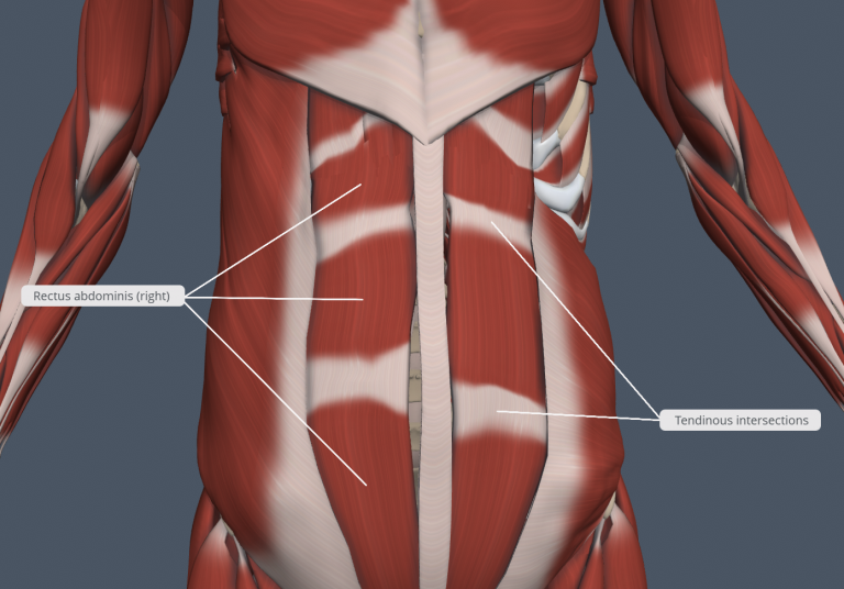 Chapter 9: MUSCULAR SYSTEM – Human Anatomy (MASTER)