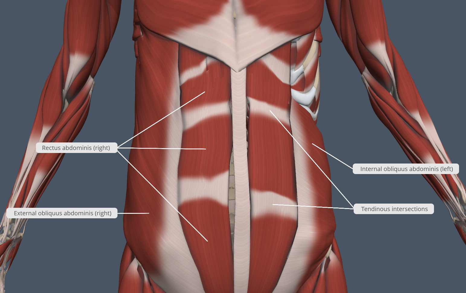 Abdomen Muscles B 2 