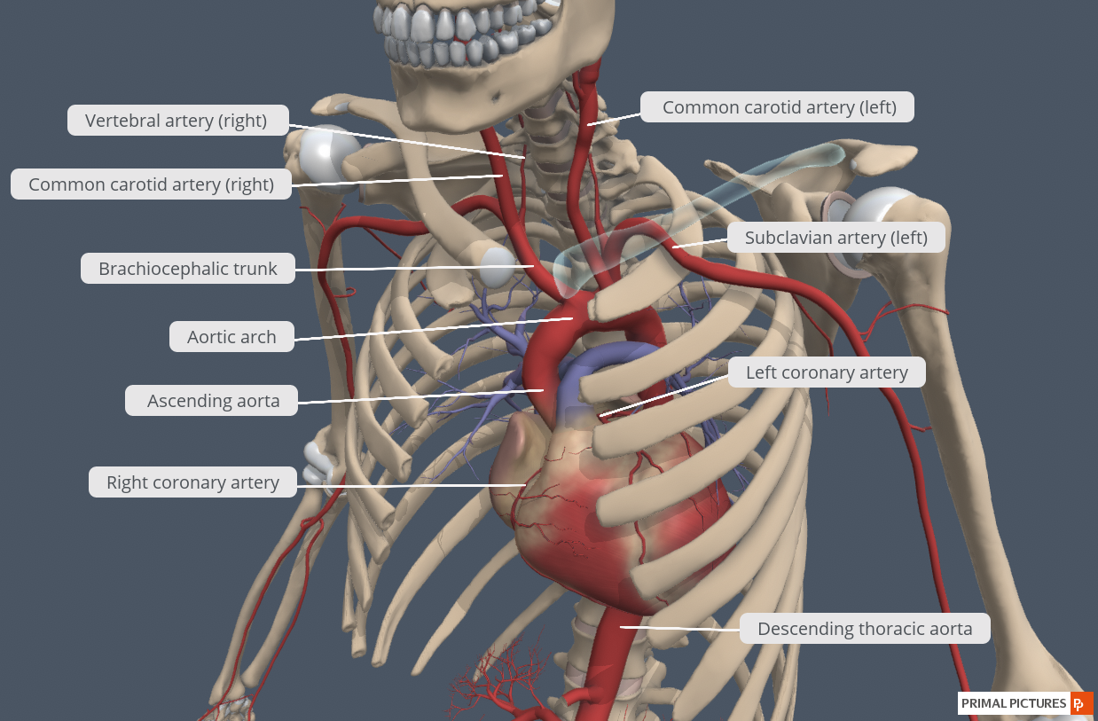 arch-of-aorta-branch