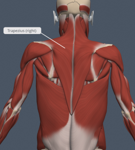 Chapter 9: MUSCULAR SYSTEM – Human Anatomy (MASTER)