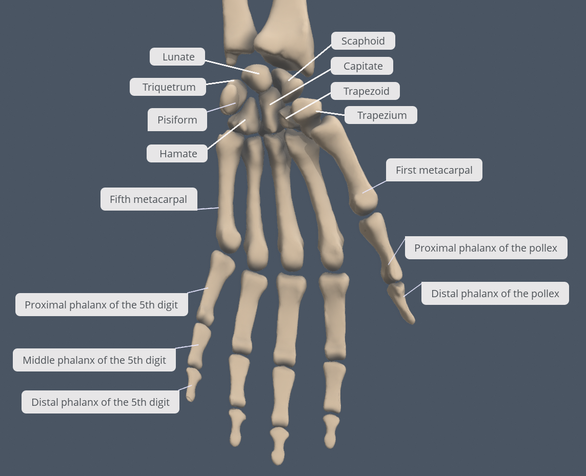 chapter-7-skeletal-system-human-anatomy-master