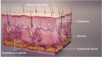 Chapter 10: INTEGUMENTARY SYSTEM – Human Anatomy (MASTER)