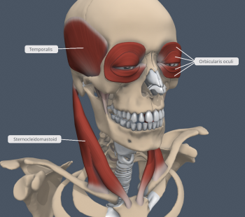 Chapter 9: MUSCULAR SYSTEM – Human Anatomy (MASTER)