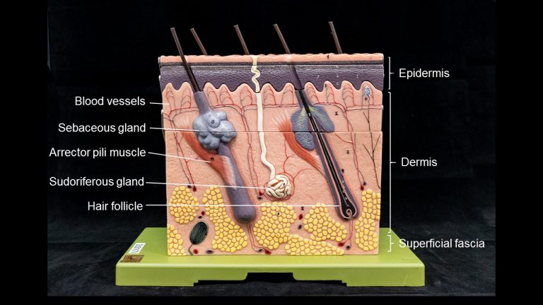 Chapter 10: INTEGUMENTARY SYSTEM – Human Anatomy (MASTER)