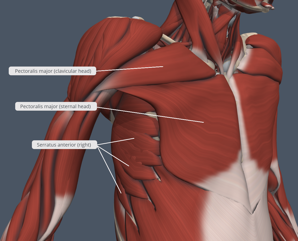 Multifidus muscle анатомия