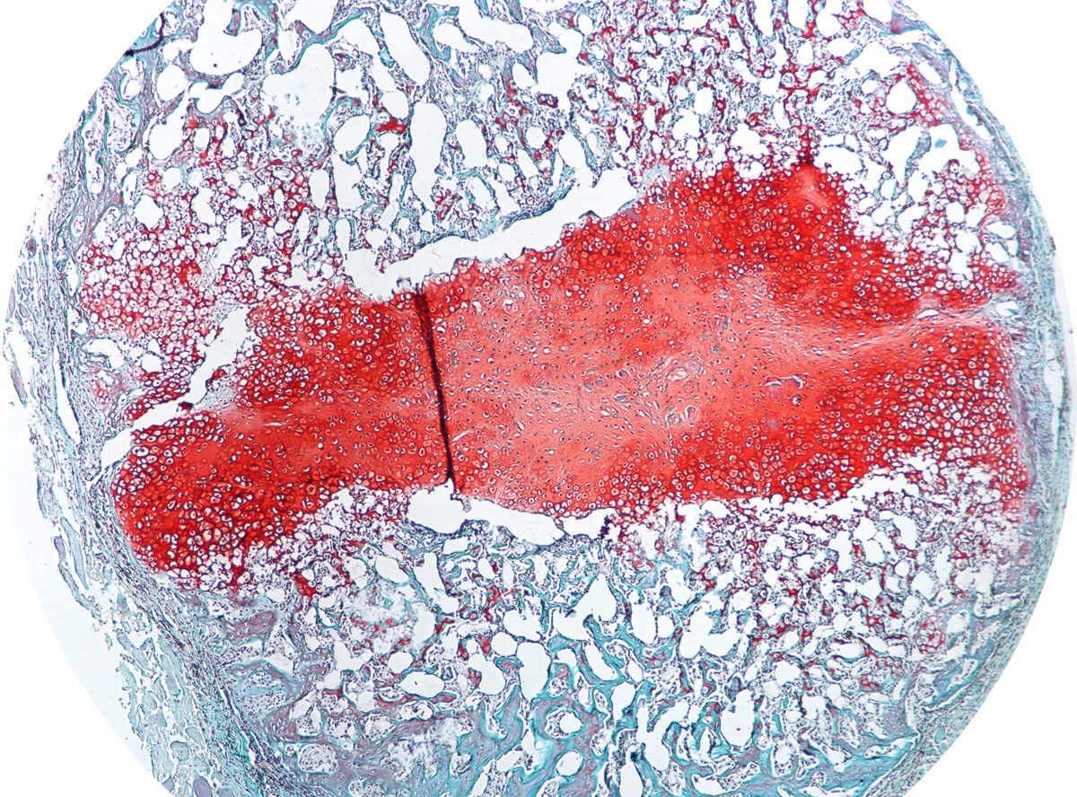 chapter-6-connective-tissue-human-anatomy-master