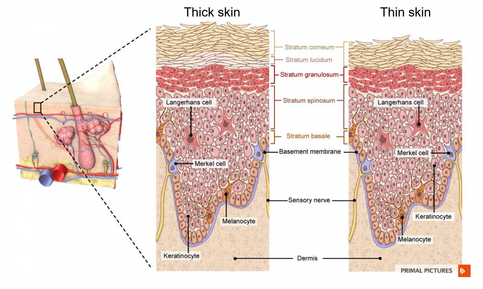 chapter-10-integumentary-system-human-anatomy-master