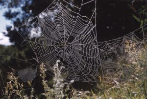 three spiders webs